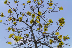 Cochlospermum religiosum